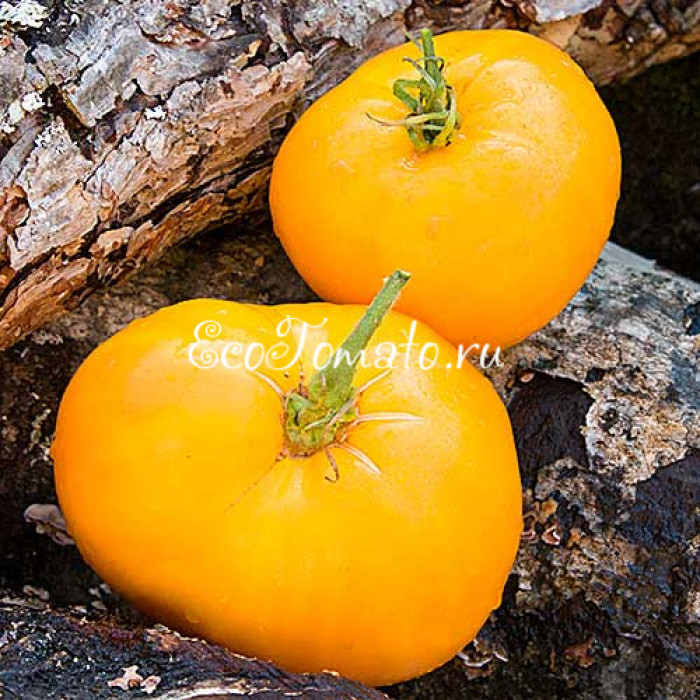 Gary`s golden bear (Золотой медведь Гэри)